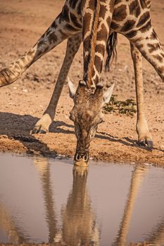 A lone Giraffe drinking at a waterhole in the Kgaligadi Trans-frontier Park, South Africa