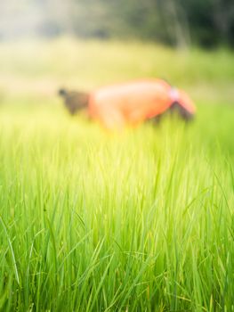 Farmer working his work in rice field, Thailand