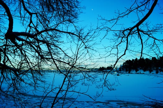 Trees and moon