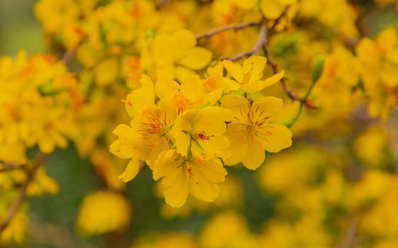 A vibrant yellow flowering apricot blossom tree in full bloom, macro closeup with a blurred background.