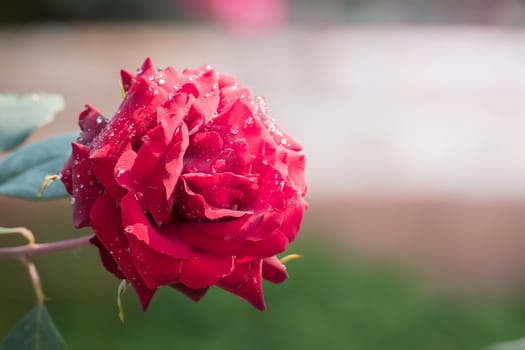 Roses in the garden, Roses are beautiful with a beautiful sunny day.