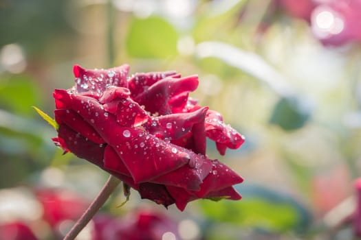 Roses in the garden, Roses are beautiful with a beautiful sunny day.