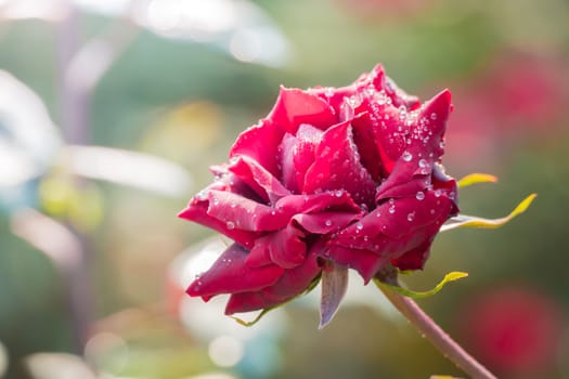 Roses in the garden, Roses are beautiful with a beautiful sunny day.