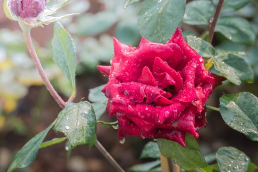 Roses in the garden, Roses are beautiful with a beautiful sunny day.