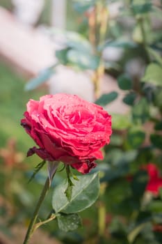 Roses in the garden, Roses are beautiful with a beautiful sunny day.