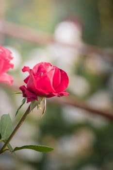 Roses in the garden, Roses are beautiful with a beautiful sunny day.