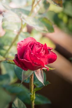 Roses in the garden, Roses are beautiful with a beautiful sunny day.