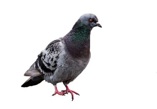 Domestic American Pigeon side view on white background