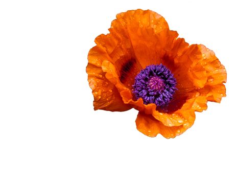 Poppy flower in bloom with water droplets visible on petals on a white background