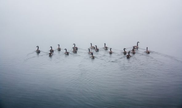 Flocks of ducks swimming away to the distance in a foggy pond