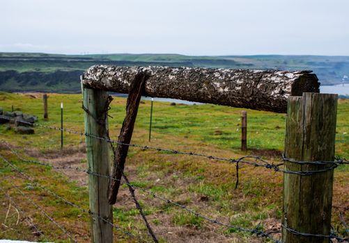 Old wood tree branch gate on a farm with green grass and horizon