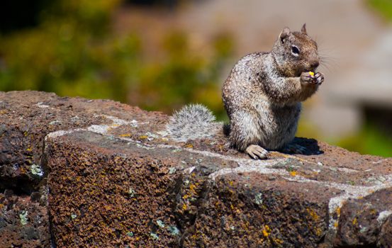 Squirrel eating a nut on a red stone rock fence barrier