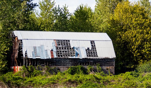 Abandoned barn with steel roof overgrown by blackberries and trees