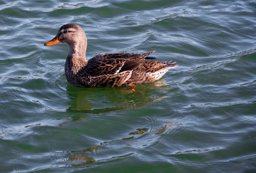 Female Mallard duck swimming in a deep green lake side view