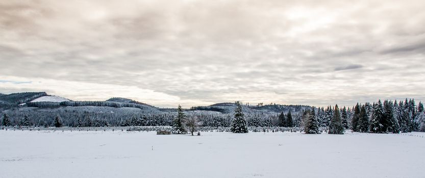 Snowy landscape field with a treeline on a cloudy day