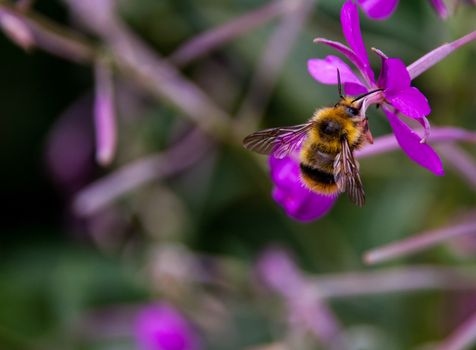 Bumble Bee gathering pollen on a purple flower in the forest