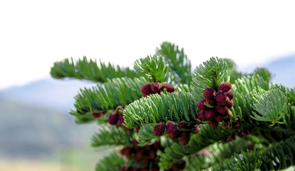 Fresh pine tree growth budding red pine cones with a cloudy sky