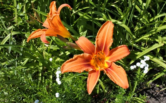 soft orange Lilys on green background in sunny light