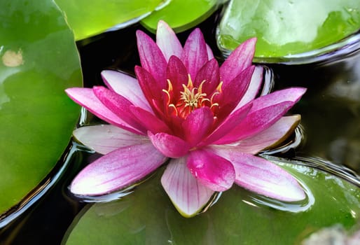 Pink Water Lily flowers blooming in garden pond during summer closeup macro