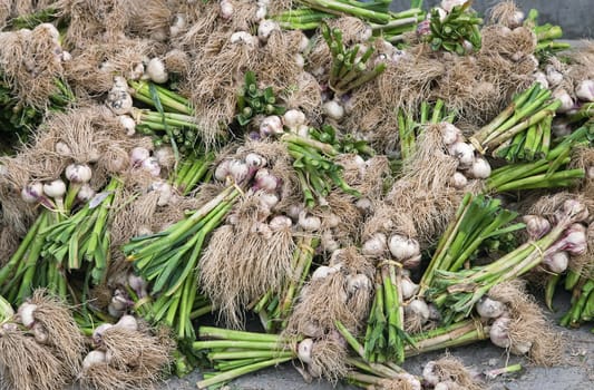 Fresh garlics in an Uzbek market, close-up