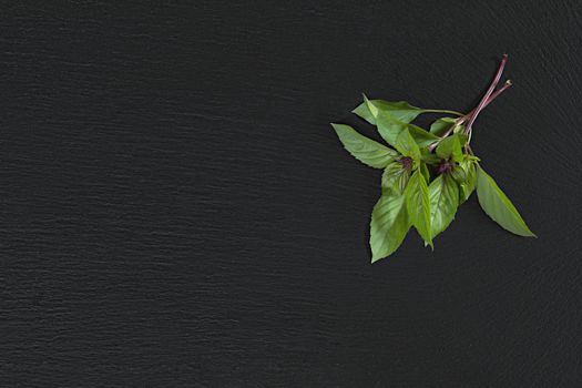 Fresh raw green two branch of basil on black stone surface. Top view, copy space.
