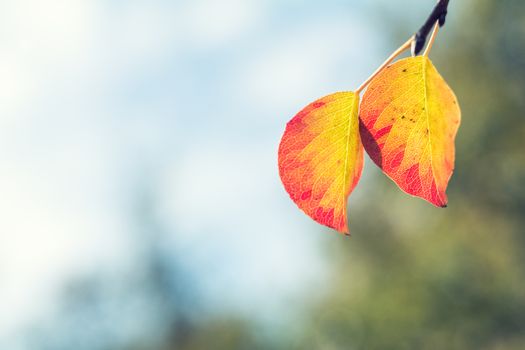 Branch pear with red yellow foliage, autumn leaves on blue sky background at fall time. Coloring and processing photo. Toned. Shallow depth of field
