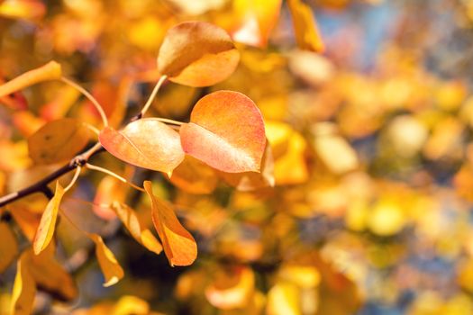 Branch pear with red yellow foliage, autumn leaves on blue sky background at fall time. Coloring and processing photo. Toned. Shallow depth of field