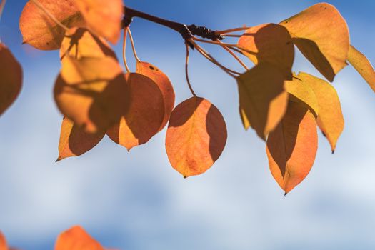 Branch pear with red yellow foliage, autumn leaves on blue sky background at fall time. Coloring and processing photo. Toned. Shallow depth of field