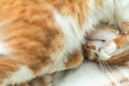 Cute funny red-white cat on the windowsill, close up with blur and select focus background. Shallow depth of field.