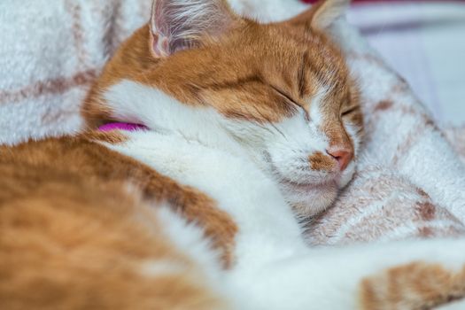Cute funny red-white cat on the windowsill, close up with blur and select focus background. Shallow depth of field.