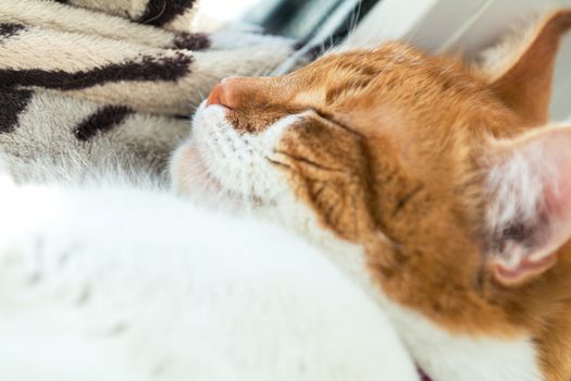 Cute funny red-white cat on the windowsill, close up with blur and select focus background. Shallow depth of field.