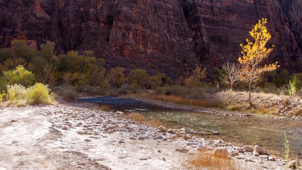 Sunlit Tree in Zion National Park