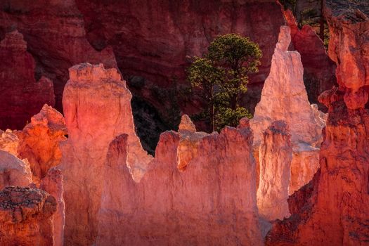 Detail from Bryce Canyon Southern Utah