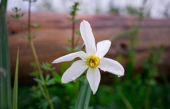 Close up of white narcissus with yellow core on green spring wild meadow