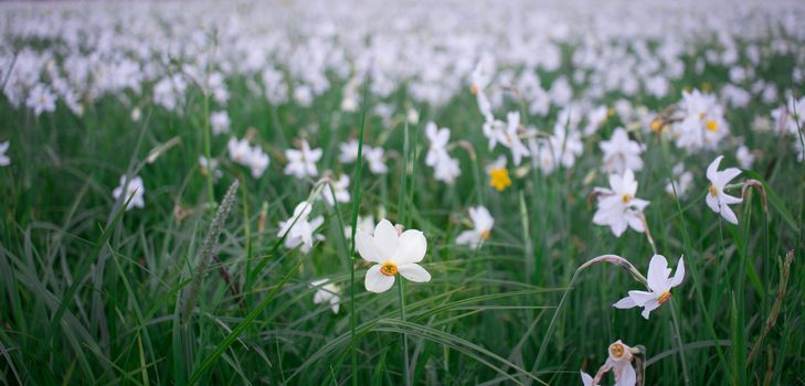 Close up of wild white narcissuses flowering on green spring meadow field in natural park