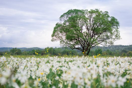Coutryside view of flowering green spring meadow field of white narcissuses with lonely oak tree