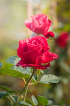 Roses in the garden, Roses are beautiful with a beautiful sunny day.