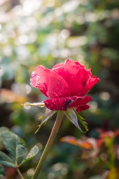 Roses in the garden, Roses are beautiful with a beautiful sunny day.