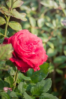 Roses in the garden, Roses are beautiful with a beautiful sunny day.