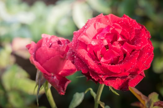 Roses in the garden, Roses are beautiful with a beautiful sunny day.