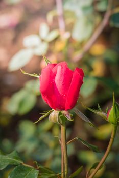 Roses in the garden, Roses are beautiful with a beautiful sunny day.