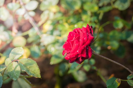 Roses in the garden, Roses are beautiful with a beautiful sunny day.