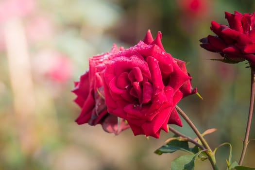 Roses in the garden, Roses are beautiful with a beautiful sunny day.