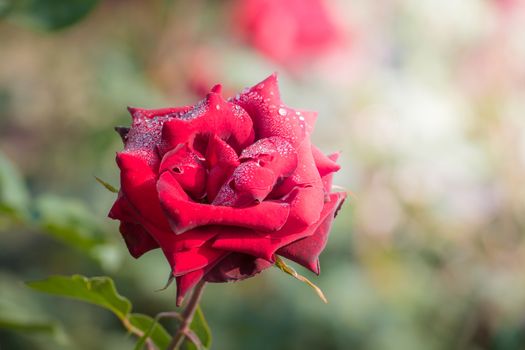 Roses in the garden, Roses are beautiful with a beautiful sunny day.