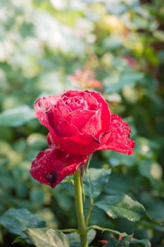 Roses in the garden, Roses are beautiful with a beautiful sunny day.