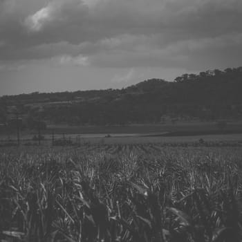 Agricultural and farming field in the countryside.