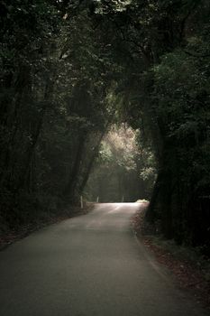 Moody hazy road scene in an overgrown forest.