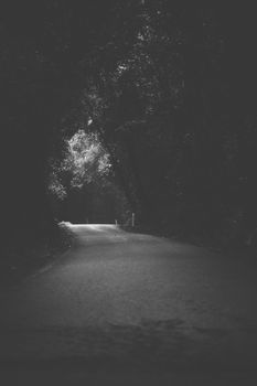 Moody hazy road scene in an overgrown forest.