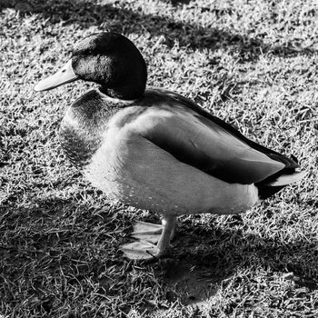 male duck mallard on green grass below portrait close up lake black and white; essex; england; uk