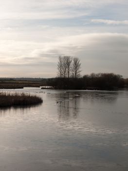 line of mute swans with cygnets family traveling through cold water lake surface outside nature reserve; essex; england; uk